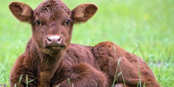 Buzağının ilk 2 ayı