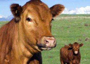 Düvelerde Cinsel Olgunluk ve Tohumlama Zamanı