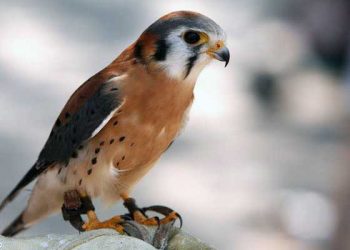 Evcil Kuşlarda Acil Durumlar