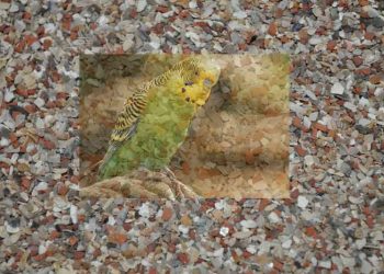 Evcil Kuşlarda Grit