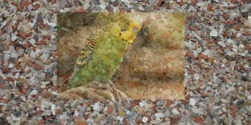 Evcil Kuşlarda Grit