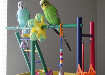 Evcil Kuşların ihtiyacı Olan Malzemeler Nedir?