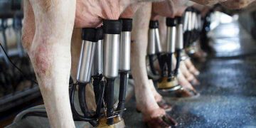 İneklerde Süt Verimi Neden Düşer?