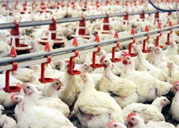 Kanatlılarda Probiyotiğin Yararları