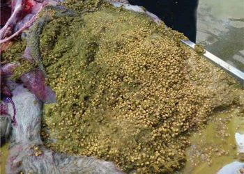 Kırkbayır Tıkanması (Omasum Tıkanıklığı)