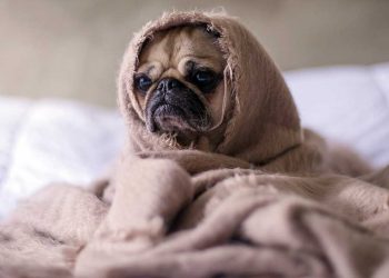 Köpek ve Kedilerde Davranış Bozuklukları