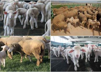 Koyunculukta Neler Oluyor? (2020)