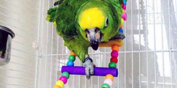 Kuş Kafesleri, Tünekler, Yemlik, Suluk ve Diğer Aksesuarlar