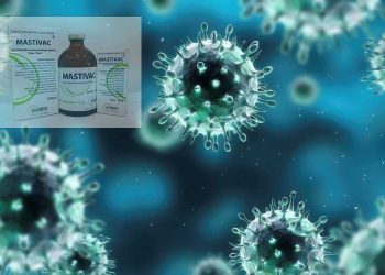 Mastitisin Önlenmesi için Mastivac Etkinlik Çalışması