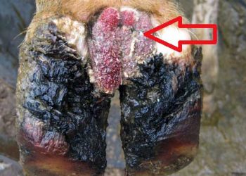 Mortellaro Hastalığı (Digital Dermatitis - DD)