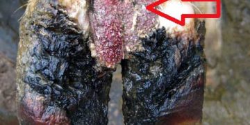 Mortellaro Hastalığı (Digital Dermatitis - DD)