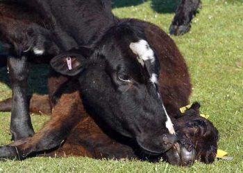 Ölü Doğan Buzağılar