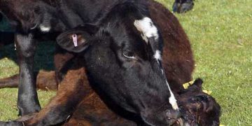 Ölü Doğan Buzağılar