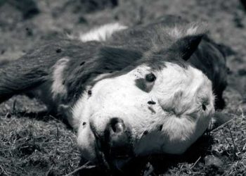 Onca Buzağı Kaybı Varken