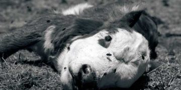 Onca Buzağı Kaybı Varken