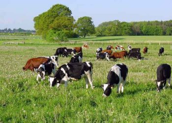 Organik Hayvancılık