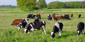 Organik Hayvancılık