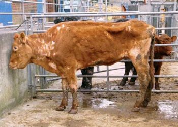 Paratüberküloz (Johne's Disease, Susan Kerr)