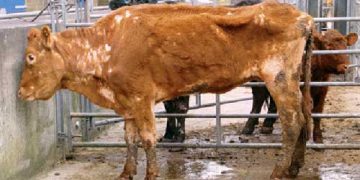 Paratüberküloz (Johne's Disease, Susan Kerr)