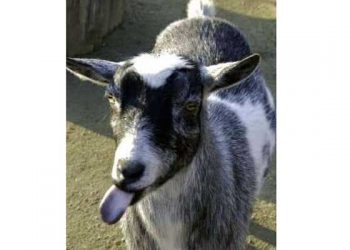 Ruminantların Mavi Dil Hastalığı (Geviş Getiren)