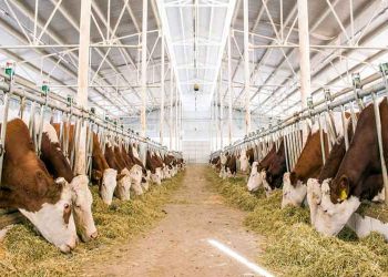 Süt Sığırcılığında Olmazsa Olmaz