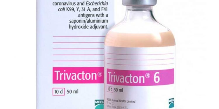 Trivacton 6