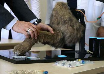 Veteriner Hekim adaylarının el becerileri Simülatör yardımıyla gelişecek