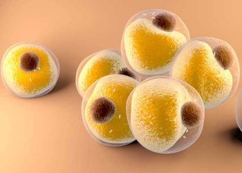 Yağ Hücresi Nedir?