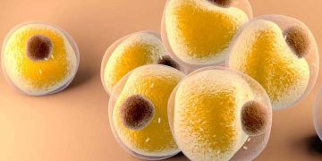 Yağ Hücresi Nedir?