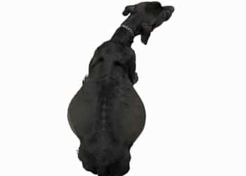 Yağ Üzülü Nedir?