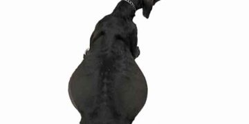 Yağ Üzülü Nedir?