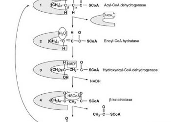 Yağların Acılaşması Nedir?