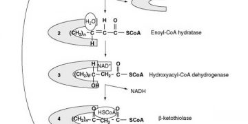 Yağların Acılaşması Nedir?