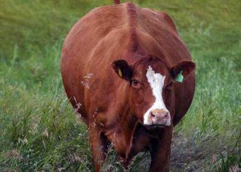 Yağlı inek sendromu Nedir?