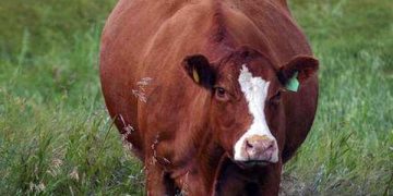 Yağlı inek sendromu Nedir?