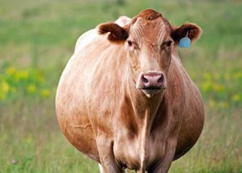 Yağlı Karaciğer Sendromu Nedir?