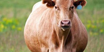 Yağlı Karaciğer Sendromu Nedir?