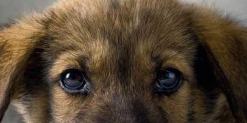 BSAVA Küçük Hayvan Uygulamalarında Ağrı Yönetimi Kılavuzu