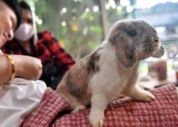 ABD'de Sadece Tavşanlarda Yeni Ölümcül Salgın