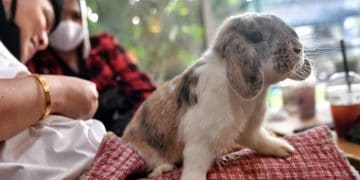 ABD'de Sadece Tavşanlarda Yeni Ölümcül Salgın