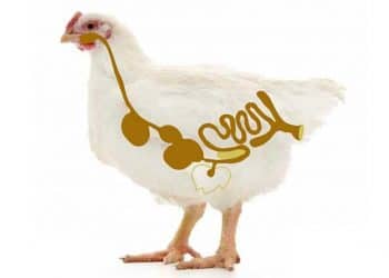 Antibiyotiksiz Üretimde Bağırsak Sağlığının Önemi