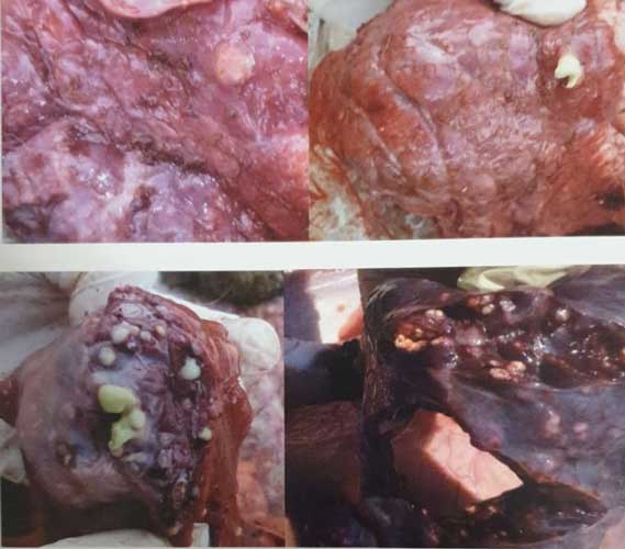 Arcanobacterium pyogenes ile ilişkili kronik suppuratif pnömoni (Şentürk S.)