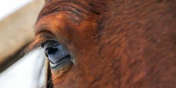 Atlarda Antraks Hastalığı (Şarbon)