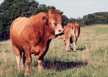 Besi Danalarında Yem Formülasyonları Hakkında Önemli Bilgiler