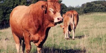 Besi Danalarında Yem Formülasyonları Hakkında Önemli Bilgiler