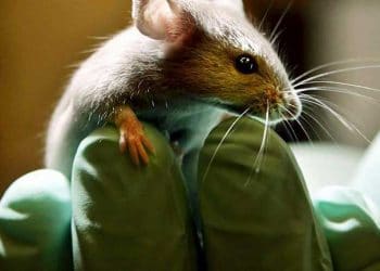 Bilim insanları yüzde 4 insan olan fare üretti