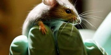 Bilim insanları yüzde 4 insan olan fare üretti