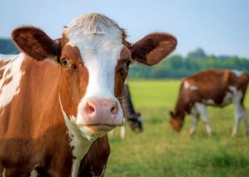 Boğa istemeyen inek