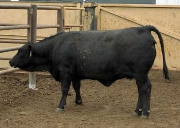 BRD ve Arcanobacterium Pyogenes (Kronik Suppuratif Pnömöni)