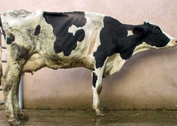 BRD ve Histophilus Somni (Haemophilus Somnus) Hastalık Kompleksi